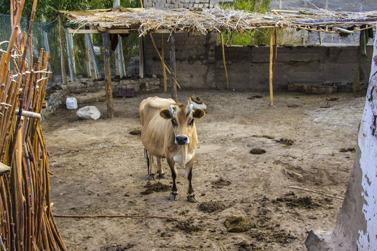 cown in an animal Farm