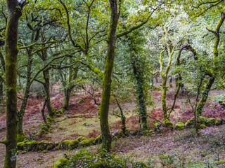 Fototapeta premium forest with moss at trees in bright color in the Forest at Gere