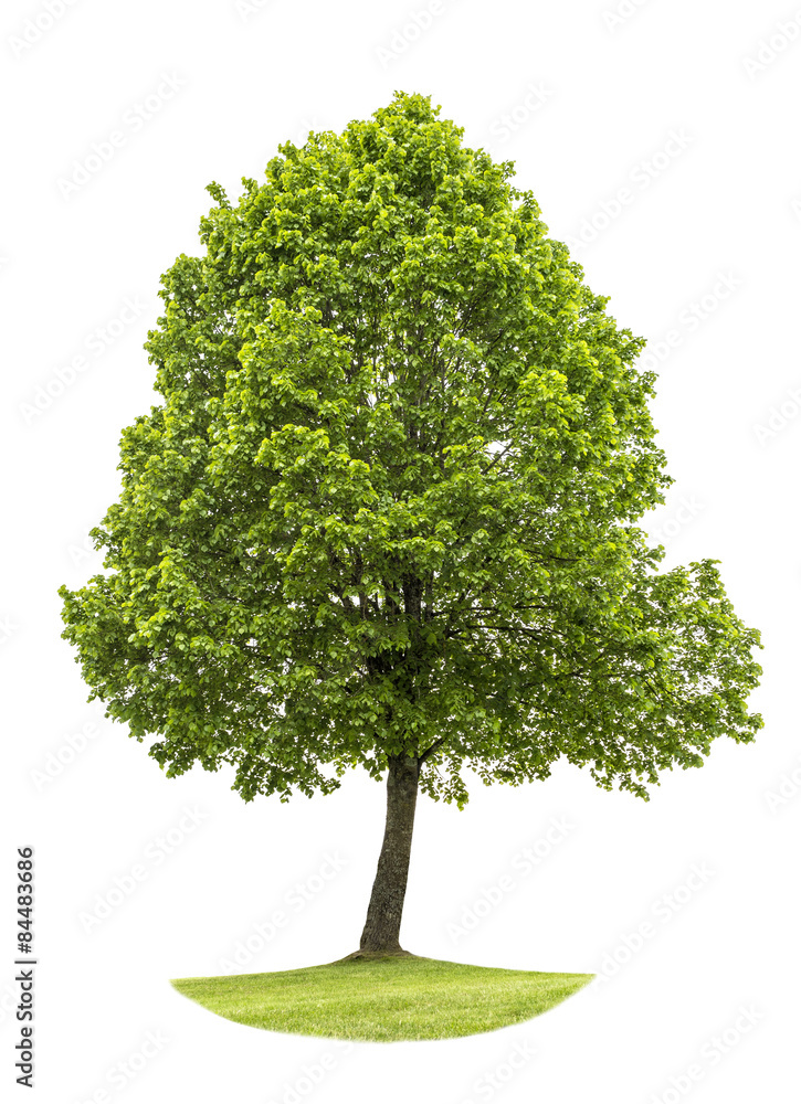 Canvas Prints green tree isolated on white background. nature object