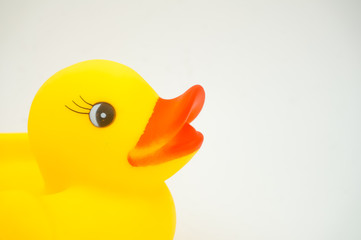 yellow duck