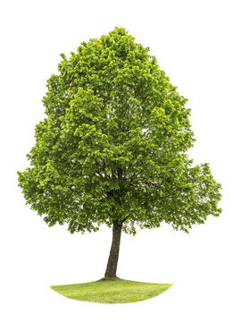 Green tree isolated on white background. Nature object