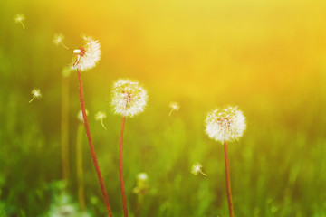 Obraz premium White dandelions and flying seeds on the green bokeh background.