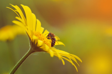 Bee on a yellow daisy in sunset background. Soft focus.