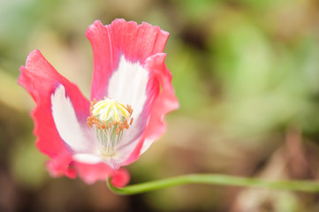 Fototapeta premium Opium flower