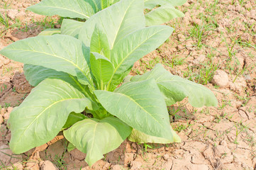 Organic  tobacco plant in rural farm land