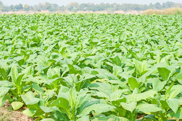 Organic  tobacco plant in rural farm land