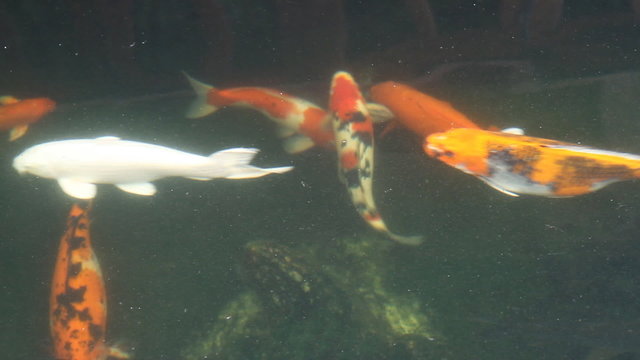 Koi Fish in pond