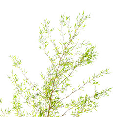 bamboo leaves on white background
