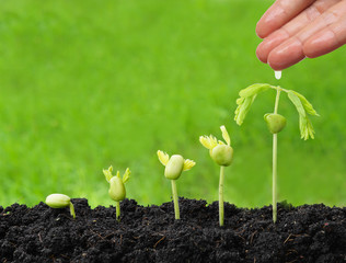 hand watering young plants growing in germination sequence