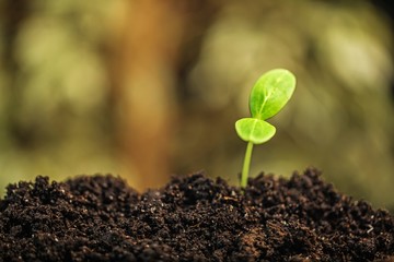 Sprout, seed, plant.