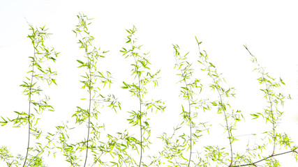 bamboo leaves on white background