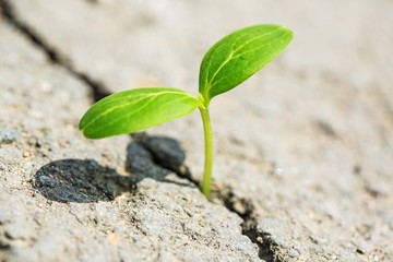 Life, growing, grass.