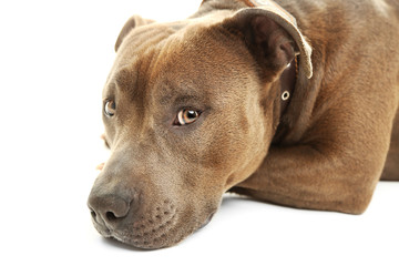 American Staffordshire Terrier isolated on white