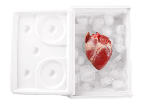 Heart organ in fridge isolated on white
