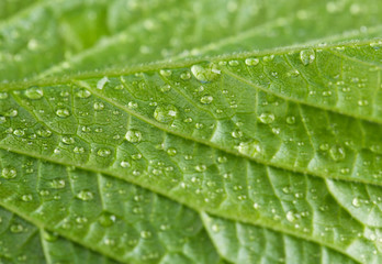 Beautiful green leaf with water drops close up