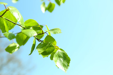 Fototapeta na wymiar Beautiful green twigs on blue sky background