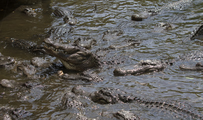 Alligators Eating