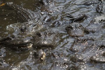 Several Alligators in a swamp