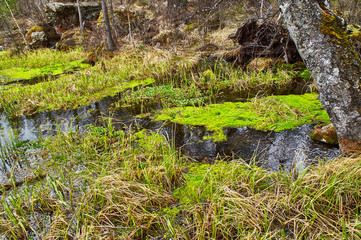 Fototapeta na wymiar Marsh in taiga - wild Siberian forest in spring