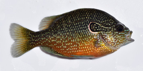 Longear sunfish in Mississippi