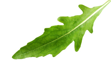 Green arugula leaf isolated on white