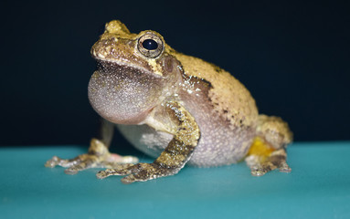 Calling gray treefrog in Mississippi