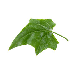  Bunch of Ivy Gourd Leaves Isolated on White Background