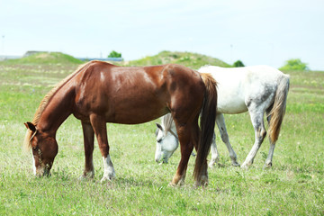 Naklejka na ściany i meble Two beautiful horses on meadow, closeup