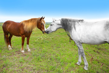 Obraz premium Two beautiful horses grazing on meadow