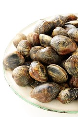 fresh clam shell fish