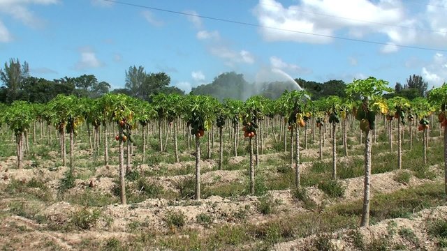 Irrigating of the Papaya plantation in southeastern Florida, USA.