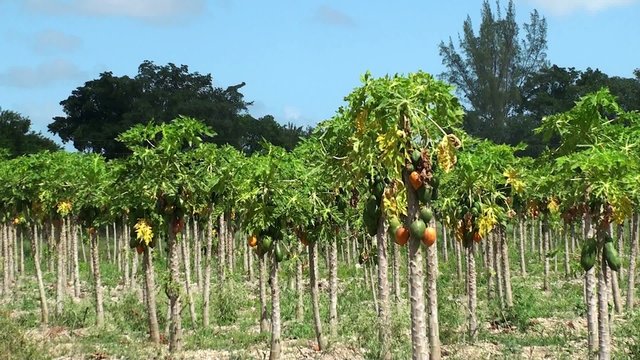 Papaya plantation in southeastern Florida, USA.
