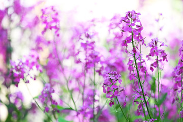 Closeup of purple wildflowers