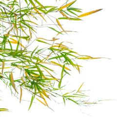 bamboo leaves on white background
