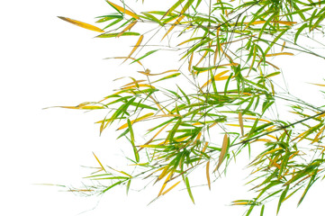 bamboo leaves on white background