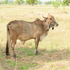 Thai cows resting in a field