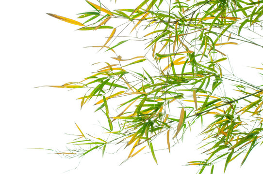 bamboo leaves on white background © praweena