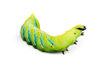 Caterpillar, Larva, Green.