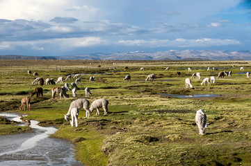 Llamas and alpacas graze in the mountains near Arequipa, Peru