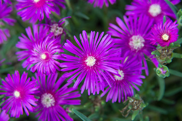 Georgia aster