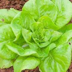 Organic celery grow on good siol