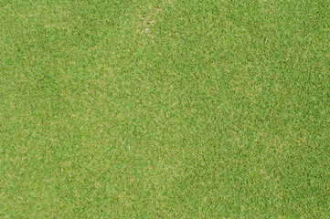 Green Grass texture,golf course