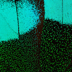 blue and green butterfly wing