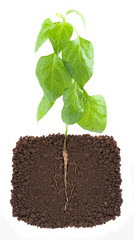 young plant with exposed roots in soil