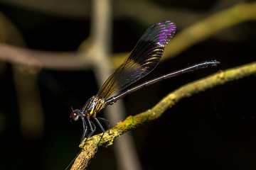 Portrait of damselfly - Black-banded Gossamerwing (Euphaea decorata)