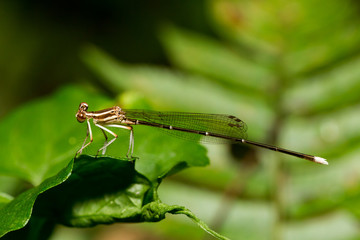 Portrait of damselfly - Black-kneed Featherlegs (Copera ciliata)