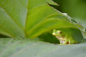 シュレーゲルアオガエル