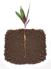 young plant with exposed roots in soil