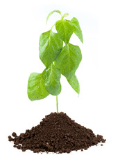 young plant with exposed roots in soil