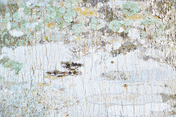 Close Up Pattern Of Tree Bark Texture For Background